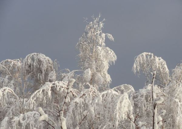 Abedules en Sannegardshamnen. Göteborg. Foto R.Puig