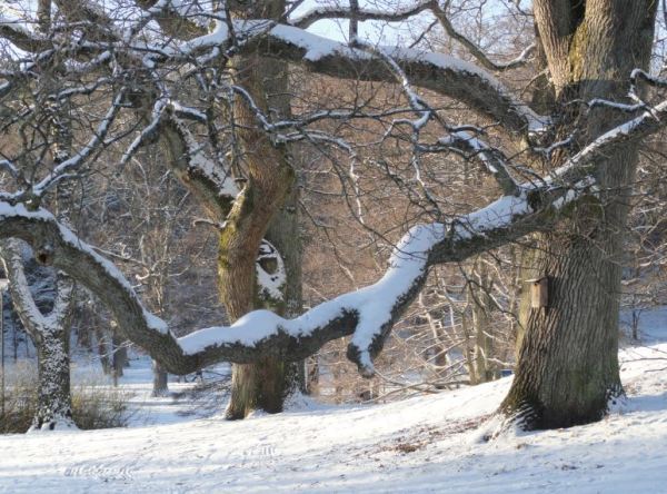 Enero en el Slottsskogspark. Göteborg. Foto R.Puig.