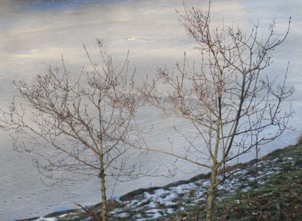 Formas del invierno. Foto R.Puig