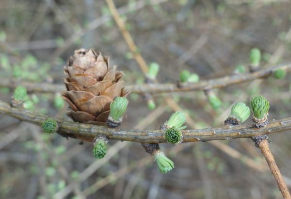 Apunta la primavera. Akulla. Halland. Foto R.Puig