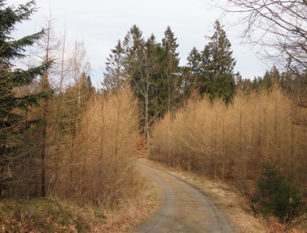 Despunta la primavera. Åkulla. Halland. Foto R.Puig