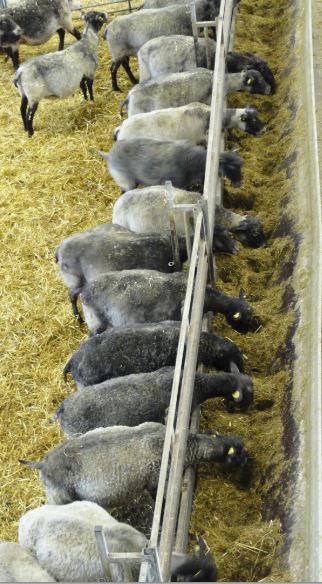 Buen apetito. Åkulla. Halland. Foto R.Puig