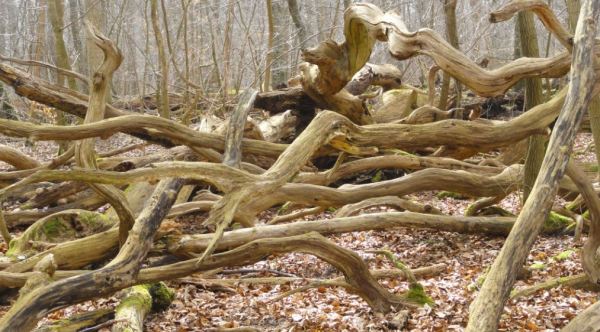Como culebras. Dalby. Parque Nacional de Söderskog. Foto R.Puig.