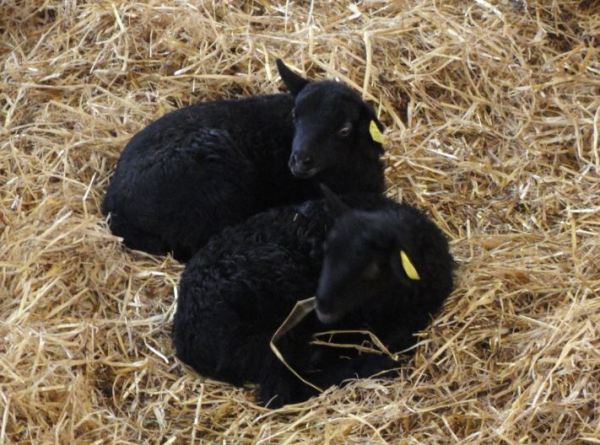 Todas a una. Åkulla. Halland. Foto R.Puig