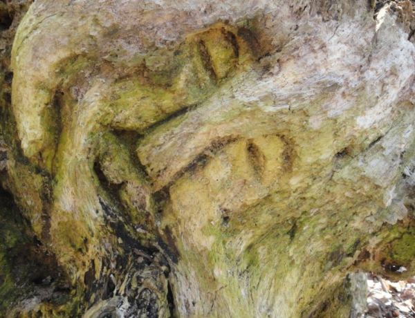 El anciano duende. Dalby. Parque Nacional de Söderskog. Foto R.Puig