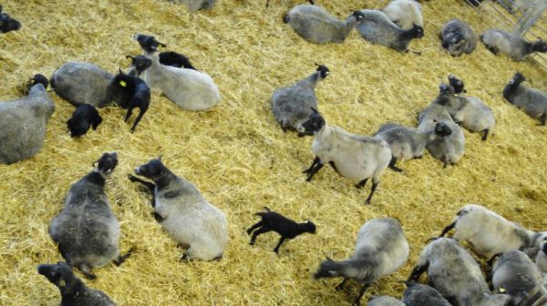 Más ovejas con sus corderitos. Åkulla. Halland. Foto R.Puig