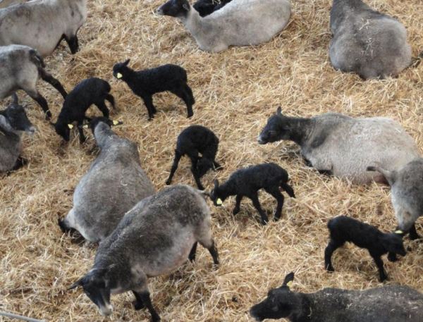Ovejas y corderitos. Åkulla. Halland. Foto R.Puig