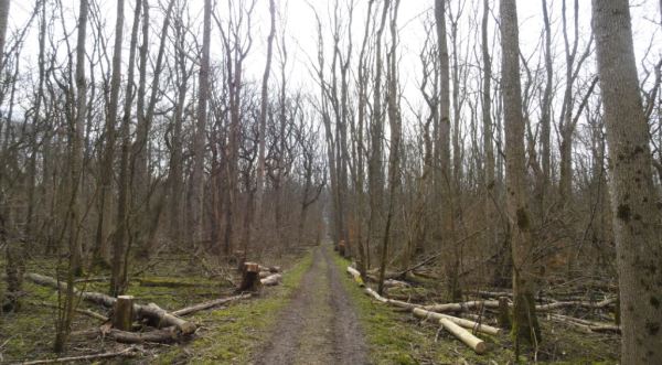 Pista forestal. Dalby. Parque Nacional de Söderskog. Foto R.Puig