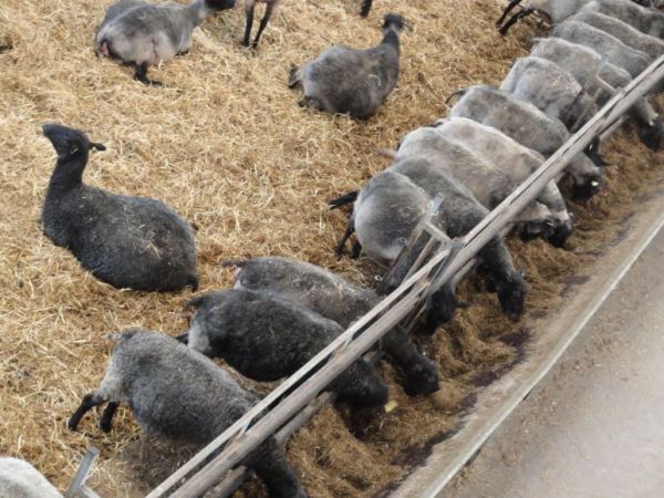 Todas a una. Åkulla. Halland. Foto R.Puig