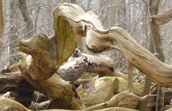 Proboscidio. Parque Nacional de Söderskog. Foto R.Puig