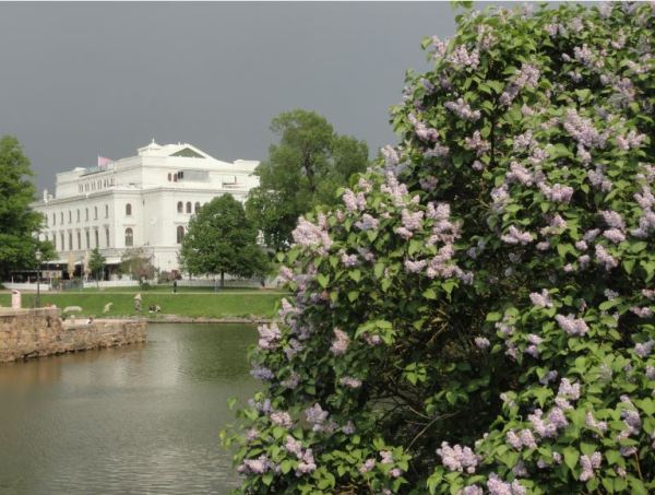 Lilas y presagios de tormenta. Gotemburgo. Foto R.Puig