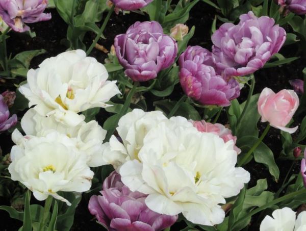 Trägårdsförening. Tulipanes. Gotemburgo. Foto R.Puig