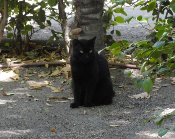 Al acecho.Jardín Botánico. Madrid. Foto R.Puig