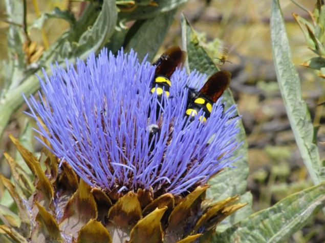 Flores y floristas en el camino al Castell de Benirrama. Foto R.Puig