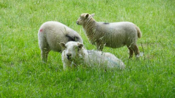 Ovejas de Herefordshire. Foto R.Puig