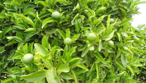 Verde que te quiero verde. Foto R.Puig