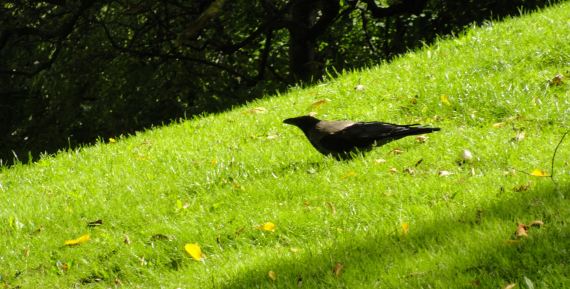 Vasaparken. Foto R.Puig