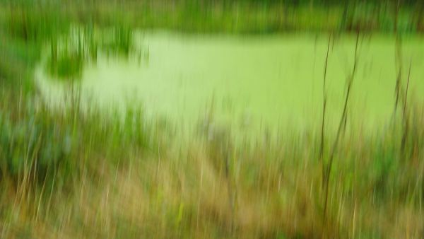 El estanque de Le Mesnil. Foto R.Puig