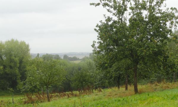 Los pomares de Le Mesnil.  Foto R.Puig