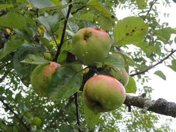 Manzanas de Le Mesnil. Foto R.Puig