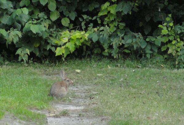 Mi vecino del camping en Gante. Foto R.Puig