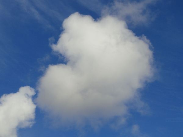 hinchadas como velas... Foto R.Puig