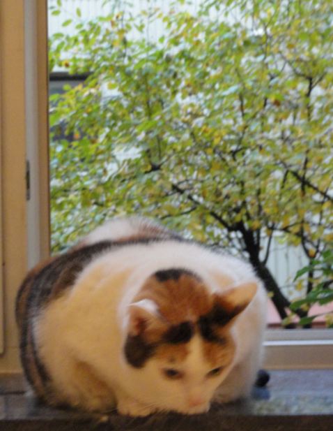 Brinco o no brinco. Foto R.Puig