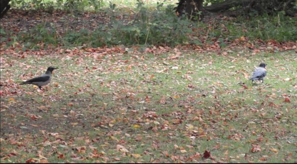 Tiempo de hojas caidas. Foto R.Puig