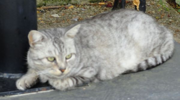 Un vecino de Fontevraud junto al nártex de San Miguel. Foto R.Puig
