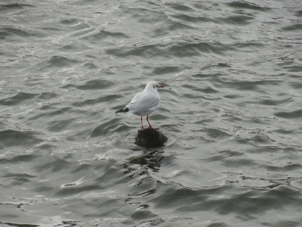 Viene la lluvia. Foto R.Puig