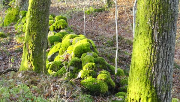 Piedras vivas junto al Rådasjön. 20 de noviembre a primera hora de la tarde. Foto R.Puig