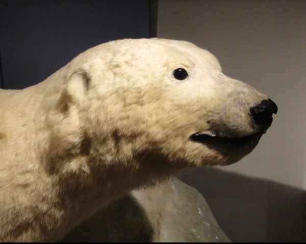 Aquí ni frío ni calor.Foto R.Puig