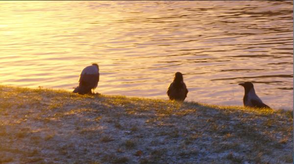 Buscavidas. Foto R.Puig