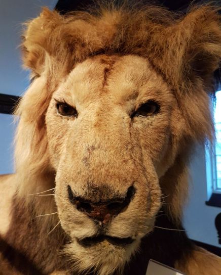 El león que rugió. Foto D. Papadopoulos