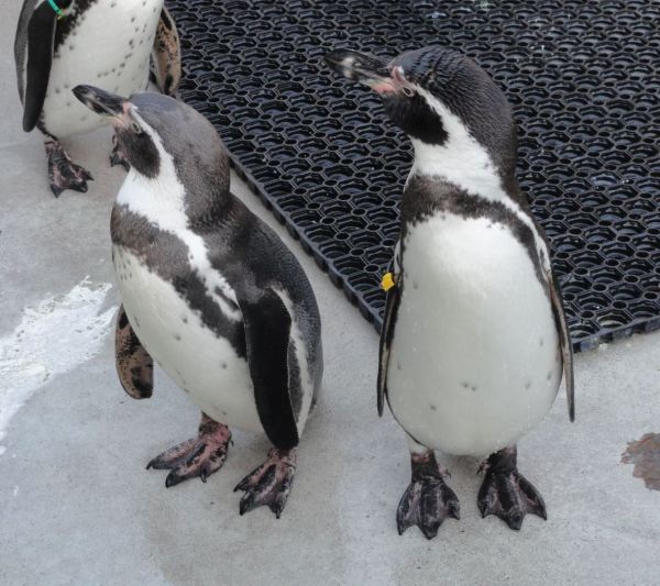 Esperando a Godot. Foto R.Puig
