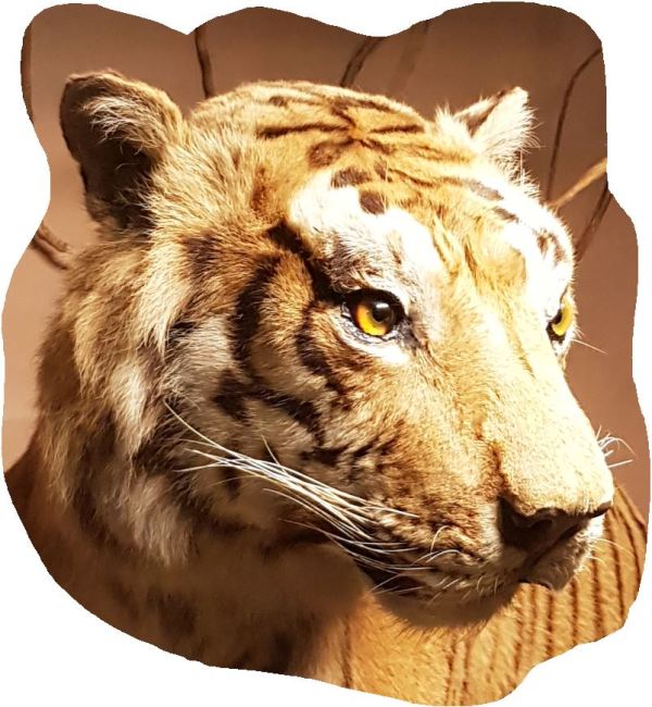 Para siempre pensativo. Foto Dimitris Papadopoulos