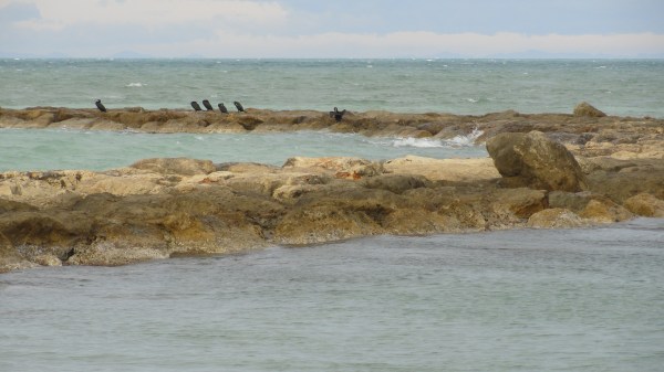 Con sigilo hacia los cormoranes. Foto R.Puig