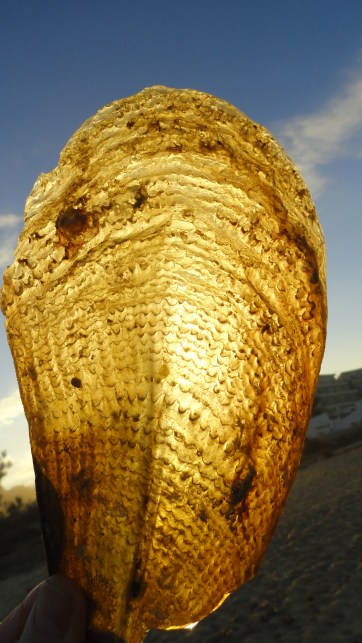 Concha de tipo Mytilidae. Foto R.Puig