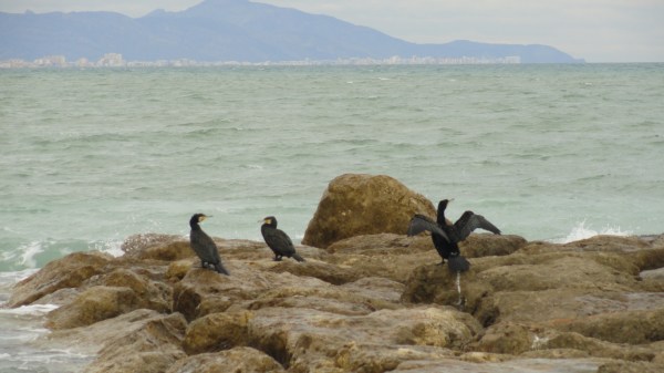 Más cerca Foto R.Puig