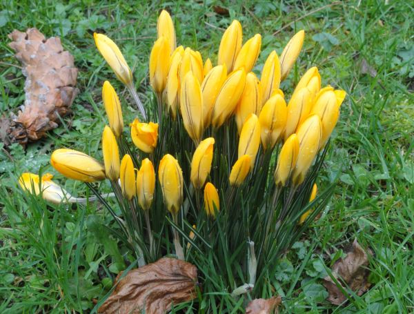 Días de crocus. Jardin botánico. Leicester. Foto R.Puig