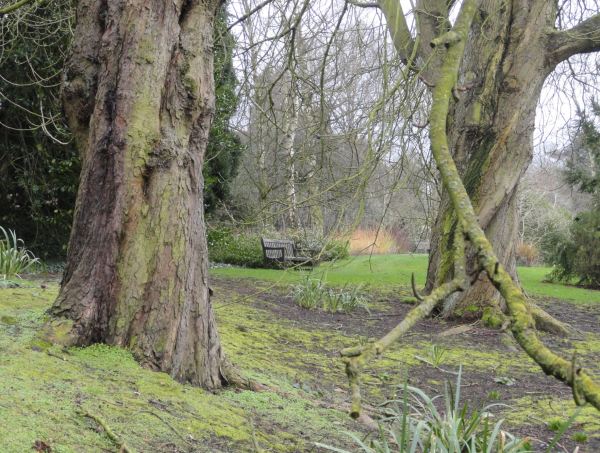 Especímenes anteriores a la Edad del Hielo.Botánico de Leicester. Foto R.Puig