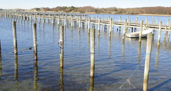 Perlucens. Foto R.Puig