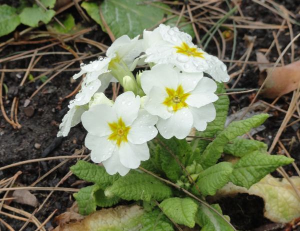 Prímulas blancas.  Botánico de Leicester.  Feb.2017. Foto R.Puig