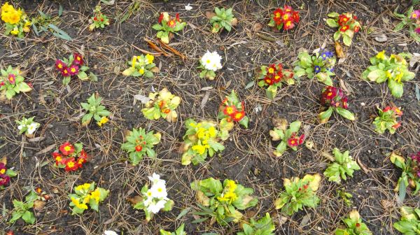 Prímulas. Botánico de Leicester. Feb.2017. Foto R.Puig