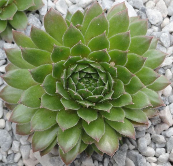 Sempervivum Calcareum Extra. Botánico de Leicester. Foto R.Puig -