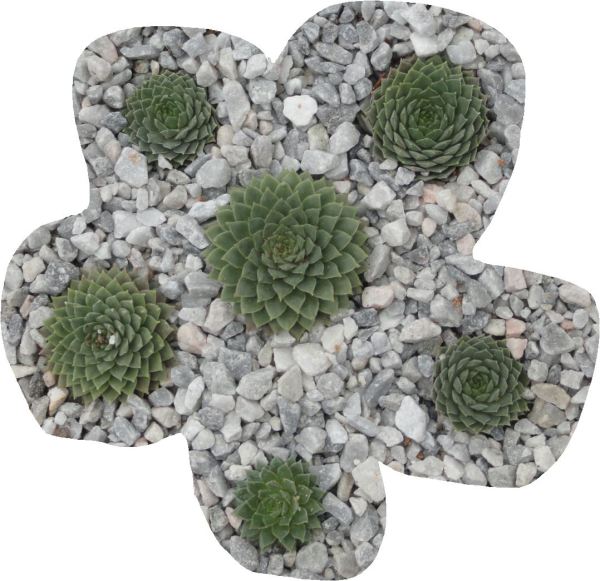 Sempervivum Erythraeum. Botánico de Leicester. Foto R.Puig -