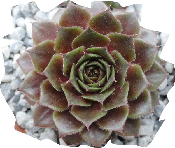 Sempervivum Red Devil. Botánico de Leicester. Foto R.Puig