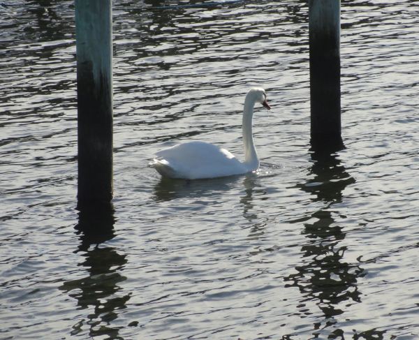 Simplicitas. Foto R. Puig
