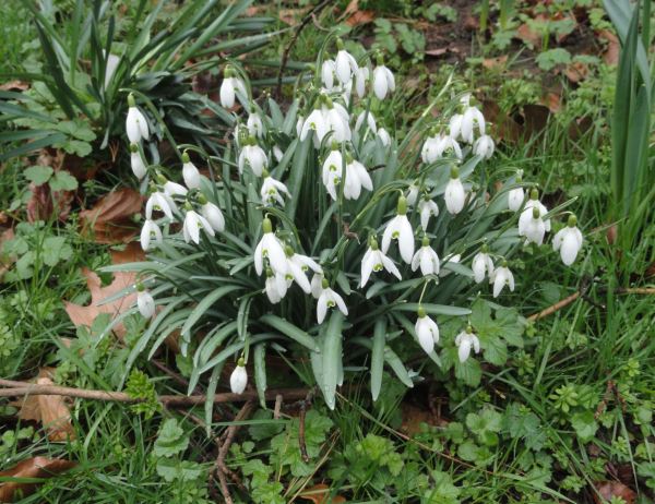 Snowdrops o Galanthus. Botánico de Leicester. Foto R.Puig