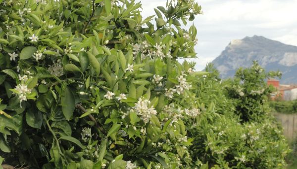 El Montgó y los naranjos en flor. Foto R.Puig